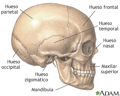 Cráneo - Miniatura de ilustración
              