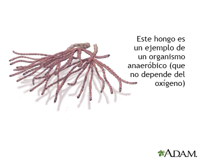 Organismo anaeróbico - Miniatura de ilustración
              