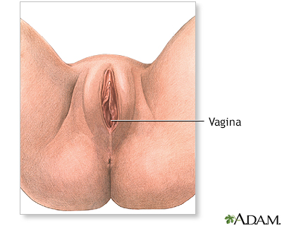 Anatomía perineal femenina - Miniatura de ilustración
              