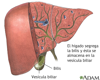 Bilis producida en el hígado