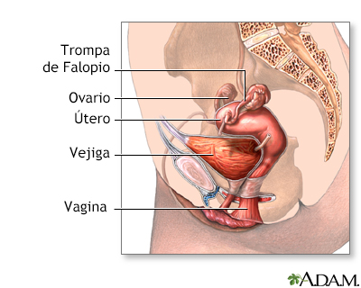 Anatomía femenina normal - Miniatura de ilustración
              