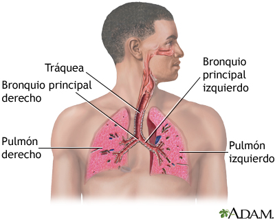 Sistema respiratorio - Miniatura de ilustración
              