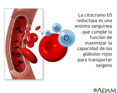 Examen de citocromo b5 reductasa en la sangre - Miniatura de ilustración
              