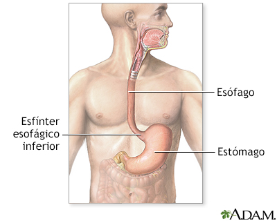 Sistema gastrointestinal superior - Miniatura de ilustración
              