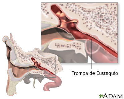 Anatomía de la trompa de Eustaquio - Miniatura de ilustración
              