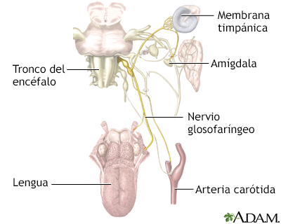 Neuralgia glosofaríngea - Miniatura de ilustración
              