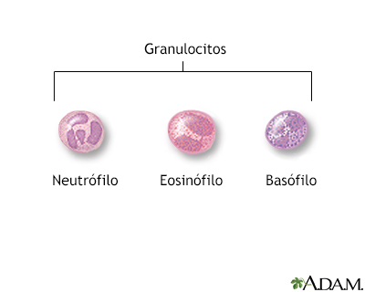 Granulocito - Miniatura de ilustración
              