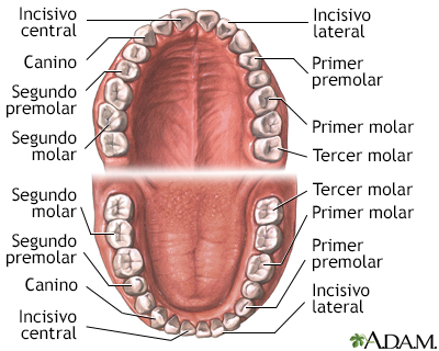 Anatomía dental - Miniatura de ilustración
              