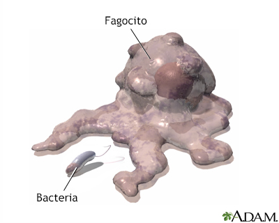 Fagocitosis - Miniatura de ilustración
              