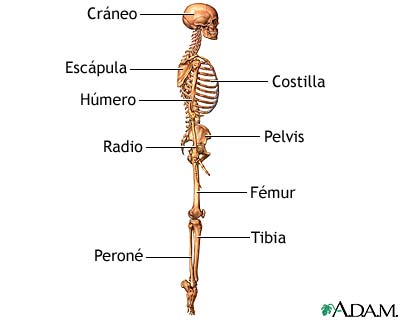 Esqueleto (vista lateral) - Miniatura de ilustración
              