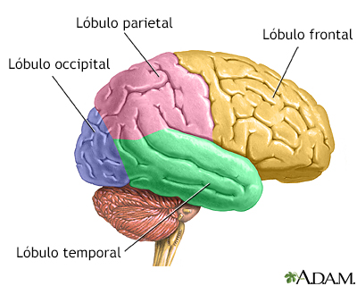 Lóbulos del cerebro - Miniatura de ilustración
              