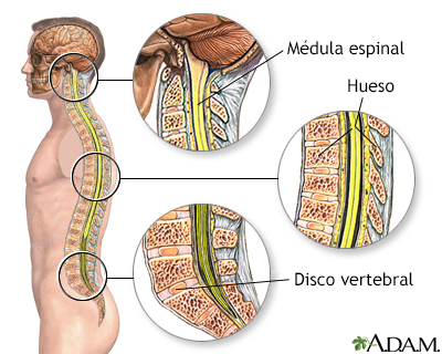 Anatomía de la columna vertebral - Miniatura de ilustración
              