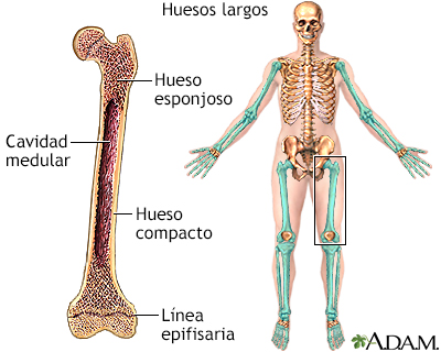 Huesos largos - Miniatura de ilustración
              