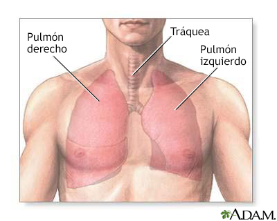 Anatomía del pulmón normal - Miniatura de ilustración
              