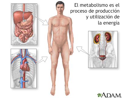 Metabolismo - Miniatura de ilustración
              