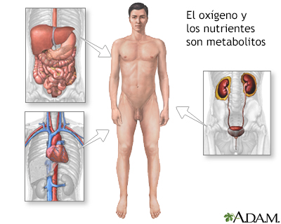 Metabolito - Miniatura de ilustración
              