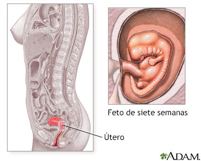 Primeras semanas de embarazo - Miniatura de ilustración
              