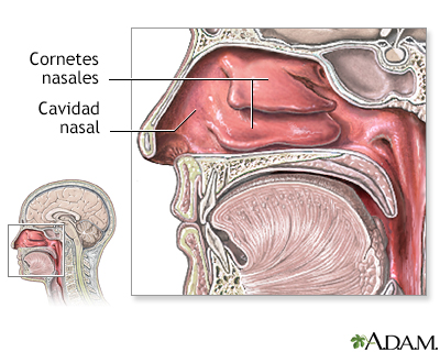Anatomía nasal - Miniatura de ilustración
              
