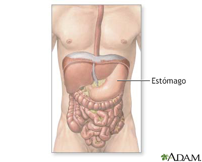 Anatomía abdominal normal - Miniatura de ilustración
              