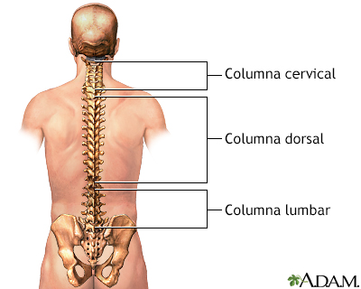 Anatomía posterior de la columna vertebral - Miniatura de ilustración
              