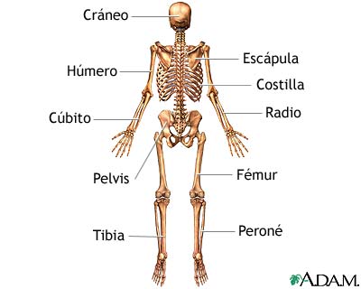 Esqueleto (vista posterior)