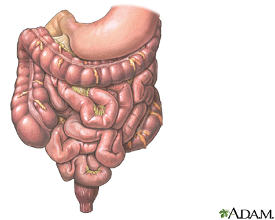 Tracto gastrointestinal - Miniatura de ilustración
              