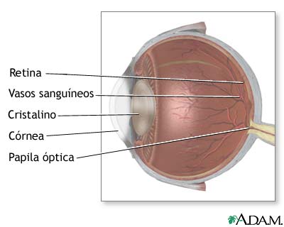 Anatomía interna del ojo
