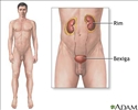 Sistema urinário masculino