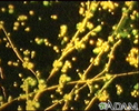 Candida, mancha fluorescente