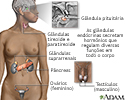 Glândulas endócrinas