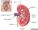 Anatomia do rim