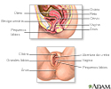 Anatomia do sistema reprodutor feminino