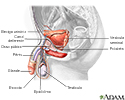 Anatomia do sistema reprodutor masculino