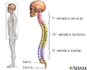 Coluna vertebral