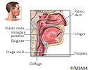 Anatomia da garganta