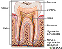Anatomia dentária
