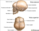 Skull of a newborn