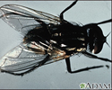 Mosca