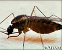 Mosquito, adulto alimentando-se na pele