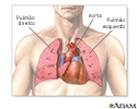 Anatomia normal