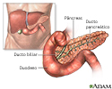 Anatomia normal