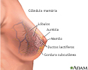 Glândula mamária