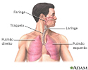 Anatomia do pulmão normal