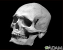 Skull of an adult