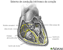 Sistema de condução do coração