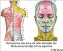 Dermatoma em adultos