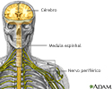 Sistema nervoso