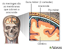 Meninges do cérebro