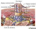 Meninges da coluna