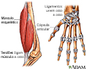 Tendão versus ligamento